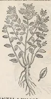 Picture 42 of 55 from Nova plantarum, animalium et mineralium Mexicanorum historia (1651), leaf 460