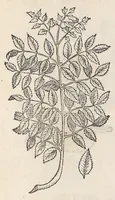 Picture 43 of 55 from Nova plantarum, animalium et mineralium Mexicanorum historia (1651), leaf 460