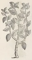 Picture 44 of 55 from Nova plantarum, animalium et mineralium Mexicanorum historia (1651), leaf 468