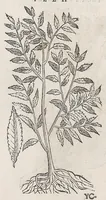 An illustration from Nova plantarum, animalium et mineralium Mexicanorum historia (1651)
