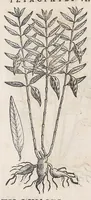 Picture 46 of 55 from Nova plantarum, animalium et mineralium Mexicanorum historia (1651), leaf 474