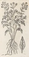 Picture 47 of 55 from Nova plantarum, animalium et mineralium Mexicanorum historia (1651), leaf 474