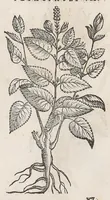 Picture 48 of 55 from Nova plantarum, animalium et mineralium Mexicanorum historia (1651), leaf 474