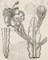 An illustration from Nova plantarum, animalium et mineralium Mexicanorum historia (1651)