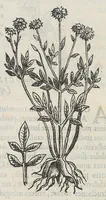 Picture 1 of 55 from Nova plantarum, animalium et mineralium Mexicanorum historia (1651), leaf 55