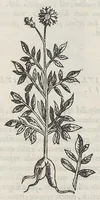 Picture 2 of 55 from Nova plantarum, animalium et mineralium Mexicanorum historia (1651), leaf 55
