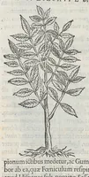 An illustration from Nova plantarum, animalium et mineralium Mexicanorum historia (1651)