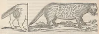 Picture 50 of 55 from Nova plantarum, animalium et mineralium Mexicanorum historia (1651), leaf 612