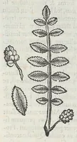 Picture 4 of 55 from Nova plantarum, animalium et mineralium Mexicanorum historia (1651), leaf 70