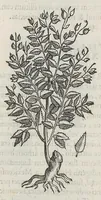 An illustration from Nova plantarum, animalium et mineralium Mexicanorum historia (1651)