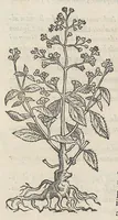 Picture 6 of 55 from Nova plantarum, animalium et mineralium Mexicanorum historia (1651), leaf 90
