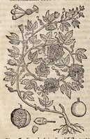 Picture 53 of 55 from Nova plantarum, animalium et mineralium Mexicanorum historia (1651), leaf 923