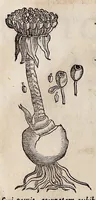 Picture 54 of 55 from Nova plantarum, animalium et mineralium Mexicanorum historia (1651), leaf 933