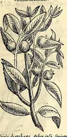 Picture 10 of 69 from Nova plantarum, animalium et mineralium Mexicanorum historia (1651), leaf 101