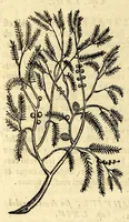 Picture 11 of 69 from Nova plantarum, animalium et mineralium Mexicanorum historia (1651), leaf 108