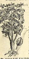 An illustration from Nova plantarum, animalium et mineralium Mexicanorum historia (1651)