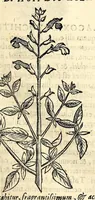An illustration from Nova plantarum, animalium et mineralium Mexicanorum historia (1651)