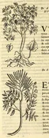 Picture 14 of 69 from Nova plantarum, animalium et mineralium Mexicanorum historia (1651), leaf 128