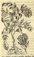 An illustration from Nova plantarum, animalium et mineralium Mexicanorum historia (1651)