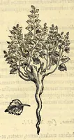 Picture 16 of 69 from Nova plantarum, animalium et mineralium Mexicanorum historia (1651), leaf 146