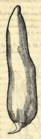 An illustration from Nova plantarum, animalium et mineralium Mexicanorum historia (1651)