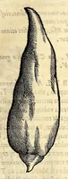 An illustration from Nova plantarum, animalium et mineralium Mexicanorum historia (1651)