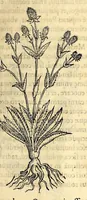 Picture 19 of 69 from Nova plantarum, animalium et mineralium Mexicanorum historia (1651), leaf 159