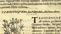 Picture 20 of 69 from Nova plantarum, animalium et mineralium Mexicanorum historia (1651), leaf 164