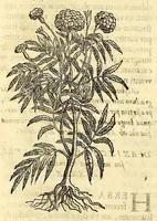 Picture 21 of 69 from Nova plantarum, animalium et mineralium Mexicanorum historia (1651), leaf 170