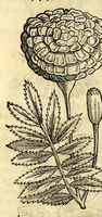 Picture 22 of 69 from Nova plantarum, animalium et mineralium Mexicanorum historia (1651), leaf 170
