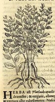 An illustration from Nova plantarum, animalium et mineralium Mexicanorum historia (1651)