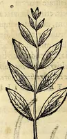 An illustration from Nova plantarum, animalium et mineralium Mexicanorum historia (1651)