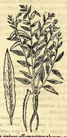 Picture 25 of 69 from Nova plantarum, animalium et mineralium Mexicanorum historia (1651), leaf 188