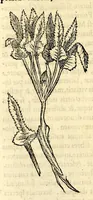 An illustration from Nova plantarum, animalium et mineralium Mexicanorum historia (1651)