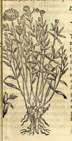 An illustration from Nova plantarum, animalium et mineralium Mexicanorum historia (1651)