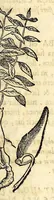 Picture 31 of 69 from Nova plantarum, animalium et mineralium Mexicanorum historia (1651), leaf 243