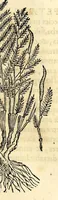 Picture 32 of 69 from Nova plantarum, animalium et mineralium Mexicanorum historia (1651), leaf 243