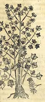 Picture 34 of 69 from Nova plantarum, animalium et mineralium Mexicanorum historia (1651), leaf 255