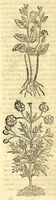 Picture 35 of 69 from Nova plantarum, animalium et mineralium Mexicanorum historia (1651), leaf 260