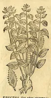Picture 36 of 69 from Nova plantarum, animalium et mineralium Mexicanorum historia (1651), leaf 270