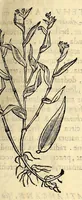 Picture 37 of 69 from Nova plantarum, animalium et mineralium Mexicanorum historia (1651), leaf 283
