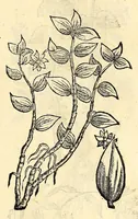 An illustration from Nova plantarum, animalium et mineralium Mexicanorum historia (1651)