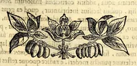 An illustration from Nova plantarum, animalium et mineralium Mexicanorum historia (1651)