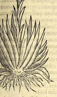 An illustration from Nova plantarum, animalium et mineralium Mexicanorum historia (1651)