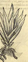 Picture 41 of 69 from Nova plantarum, animalium et mineralium Mexicanorum historia (1651), leaf 295