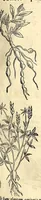 Picture 42 of 69 from Nova plantarum, animalium et mineralium Mexicanorum historia (1651), leaf 301