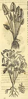 An illustration from Nova plantarum, animalium et mineralium Mexicanorum historia (1651)