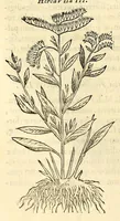 An illustration from Nova plantarum, animalium et mineralium Mexicanorum historia (1651)