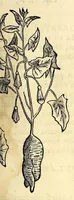 Picture 47 of 69 from Nova plantarum, animalium et mineralium Mexicanorum historia (1651), leaf 319