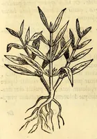 An illustration from Nova plantarum, animalium et mineralium Mexicanorum historia (1651)